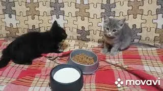 Бездомный котенок. Мотя.