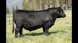 Lot 4 - Montana Barricade 3216