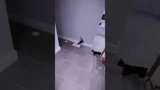 Гонки и дрифт животных #shorts #memes