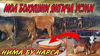 ДАХШАТ МОЛ БОКИШНИ ЯНГИЧА УСУЛИ