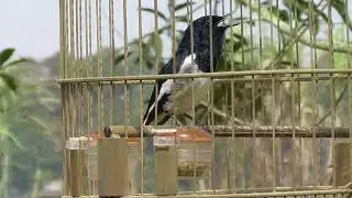 chim chích chòe than hót hay căng lửa kacer