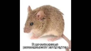 🐱🐁 Очень неоднозначный мем с мышкой и котом....