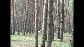 Гончие козы