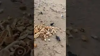 In America, they throw food on the streets! USA shopping