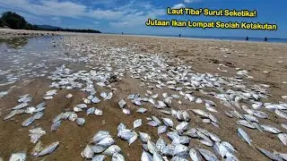Laut Mendadak Surut dan Jutaan Ikan Muncul Hebohkan Warga Indonesia! Pertanda Apa??