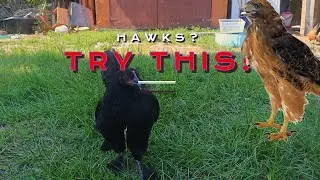 How to Keep HAWKS Away from Your Chickens