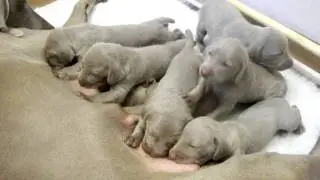 Weimaraner pups 13/11