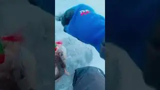 Блесна на судака 