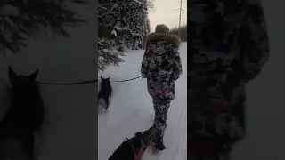 Всероссийская гонка на собаках.(2)