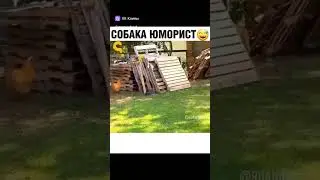 Собака юморист. #dog