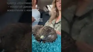 Канюк Пломбир устало едет домой
