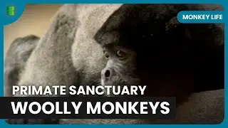 Chimp Tool-Using Showdown - Monkey Life - Documentary