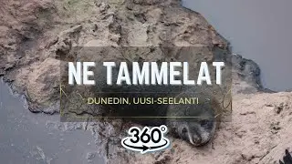 Maastoajelulla Otago Peninsulalla, Uusi-Seelanti - 360 | Ne Tammelat