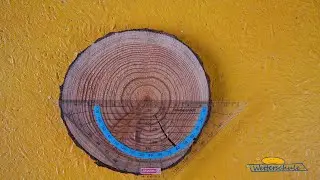Mit Baumringen das Klima erforschen