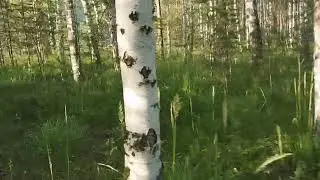 Второй день в поисках грибов