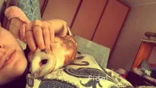 Сова ластиться к человеку! Сова Фидель! Сипуха! Сова нежится! Нежная сова! Сову гладят!