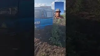 збор дині їздимо по рядках