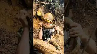 Kudzu Liana Takes Over the US 