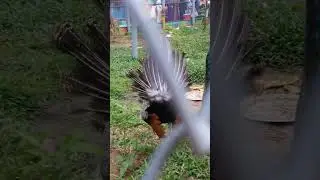 Chittagong zoo🦚#chittagong #chittagongzoo