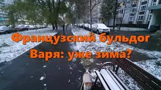 Французский бульдог Варя: уже зима?