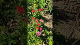 Второй год борьбы с борщевиком Сосновского. Культурные посадки