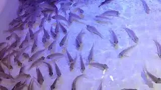 ibat ibang  isda at kulay
