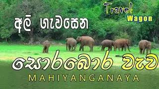 Wild elephant  in sorabora lake -Mahiyanganaya