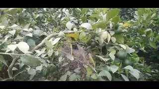 Лимончилик
