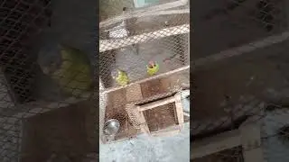 🦜🦜🦜🎼 