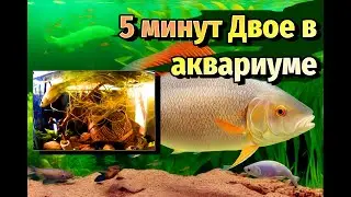 КАРАСЬ И ПЛОТВА В АВАРИУМЕ