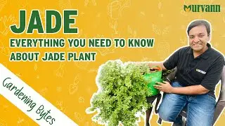 All you need to know about Jade | Jade Plant care kaise kare | Portulacaria Afra | Gardening Bytes