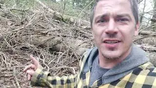 Nouveau chantier coupe de bois dans les marais #forestmen #bucheron #forestier