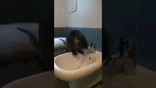 Face washing and taking bath rat