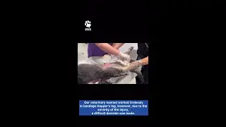 Houston SPCA Veterinary Team Bandages Leg Of A Dog That Got Hit By A Car #AniamlRescue