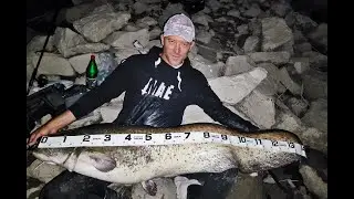 Kapitalni som na lak pribor (Huge wels catfish on light spinning gear)