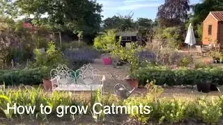 How to propagate catmints and grow a catmint hedge
