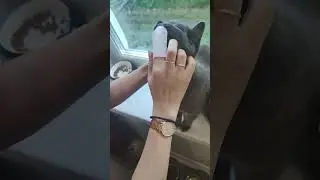 как наша кошка ещё жива?'#shorts #funny #cat
