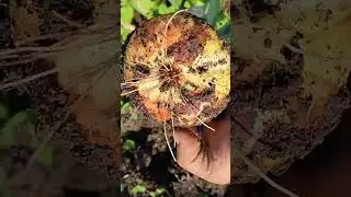 Урожай лука радует в этом году 🧅💪👍