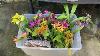 Start of the Orchid Show Season in the Chicago Judging Region