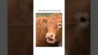 😂😂😂😂
