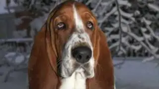 Puppy Love-Crazy Little Thing Called Love-Queen