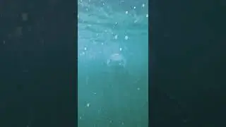 Акула атакует😲. Съемка с камеры дайвера