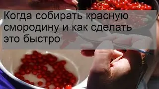 Когда собирать красную смородину и как сделать это быстро