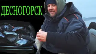 Зимний фидер в Десногорске. Как ловить и что клюет?
