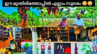 കുടിയന്മാരുടെ മുന്തിരി തോട്ടം / Cambam - Theni / Cumbum Grapes Farm Visit / Grapes Farm / Grape wine