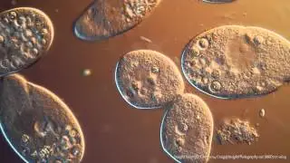 Paramecium aurelia in the final stage of cell division. 400x, DIC.