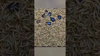 100000 Mealworms Eating Grape #shorts