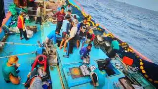 PROSES PACKING IKAN DITENGAH LAUT KAPAL KURSIN