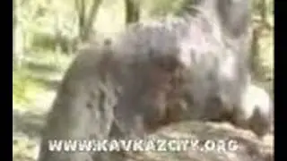 Дерево, совершающее намаз