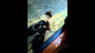 Pak rat fight